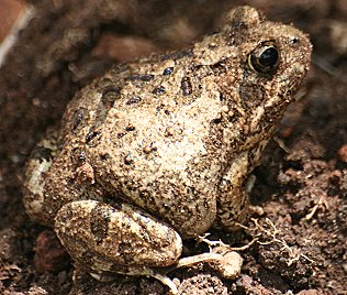 Sandfrosch, Tomopterna cryptotis, Sand frog